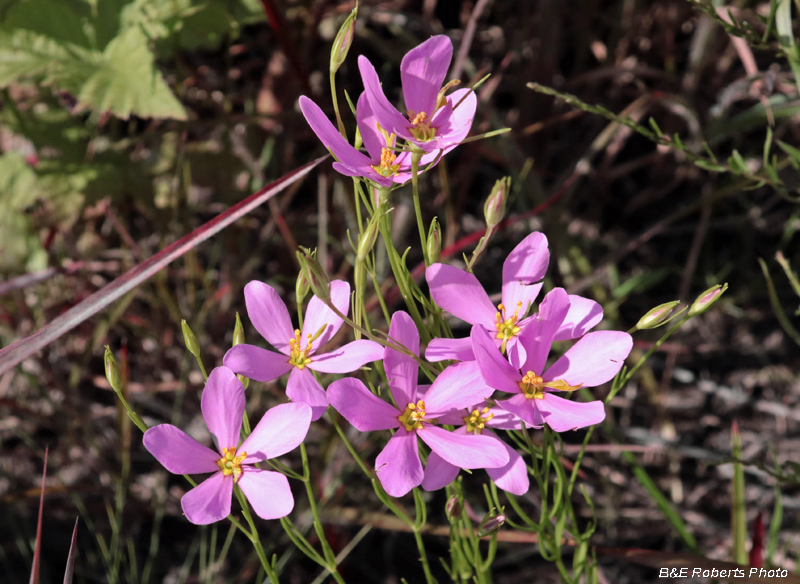 Sabatia