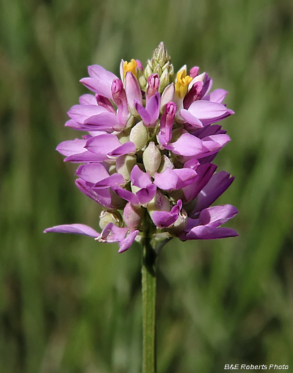 Polygala_curtissii