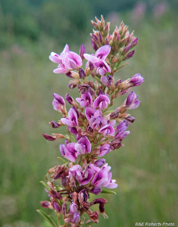 Lespedeza_virginica