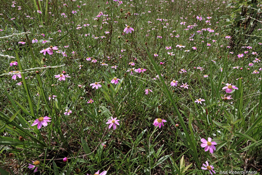 Pink_Coreopsis