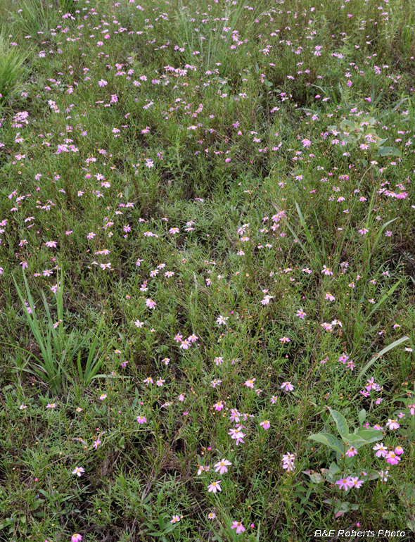 Pink_Coreopsis