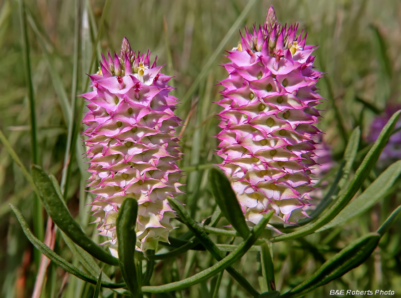 Polygala_cruciata