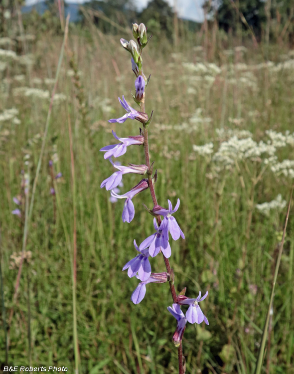 Lobelia_puberula