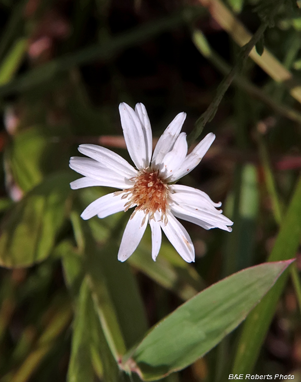 White_Aster