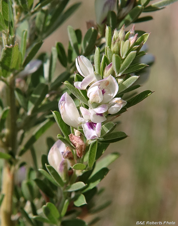 Lespedeza_cuneata