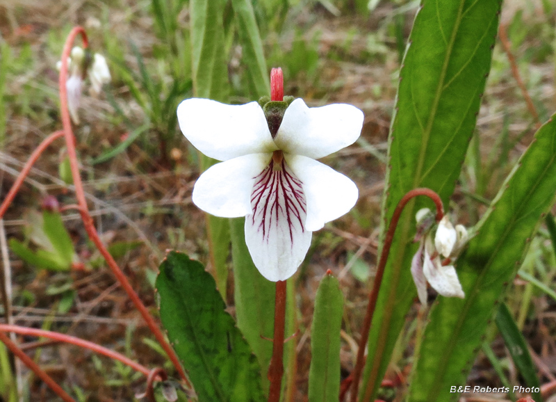 Viola_lanceolata