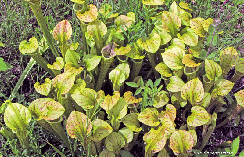 Sarracenia