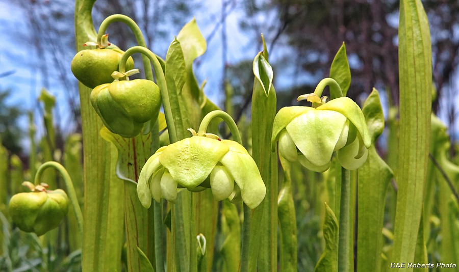 Sarracenia