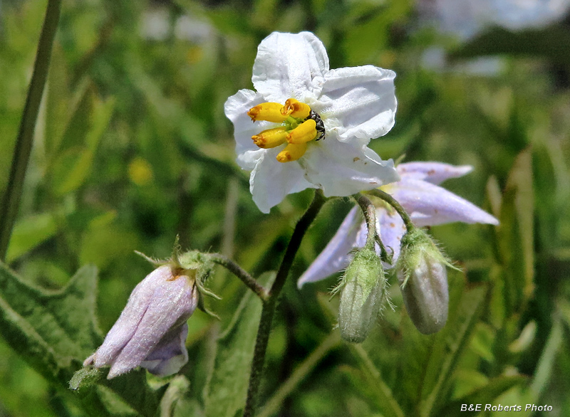 Horse_nettle