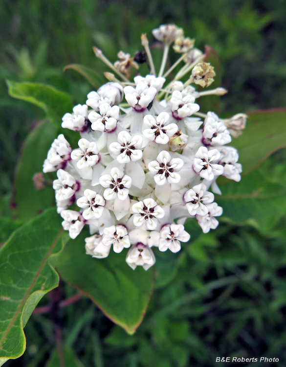 Redring_Milkweed