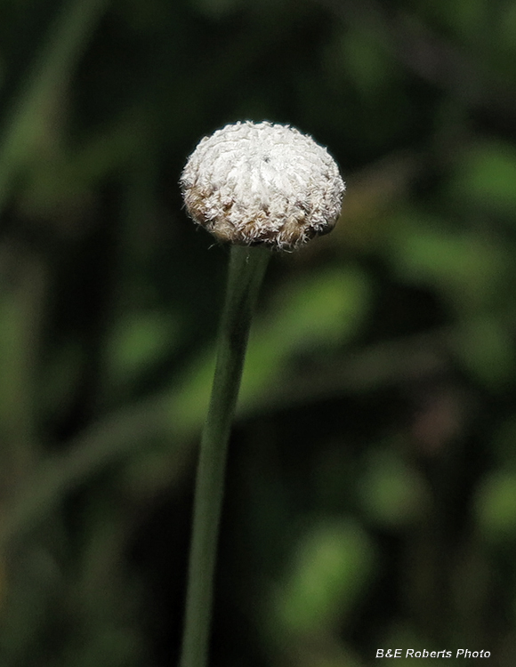 Eriocaulon