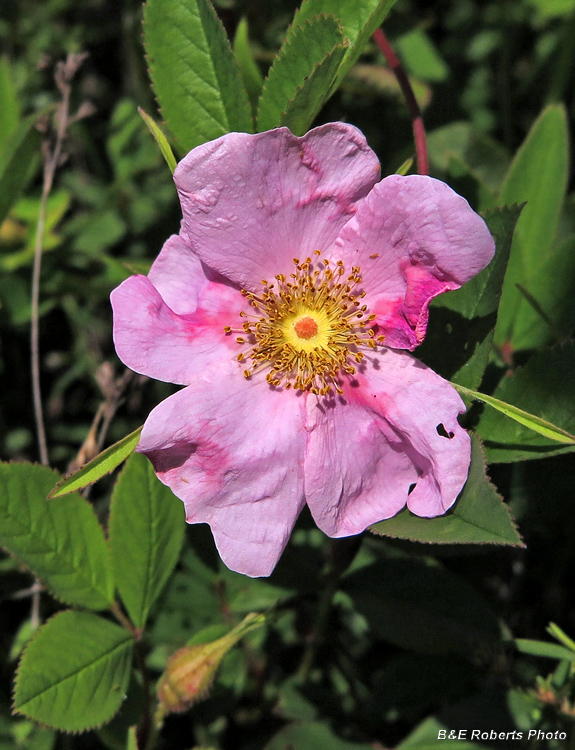 Swamp_rose