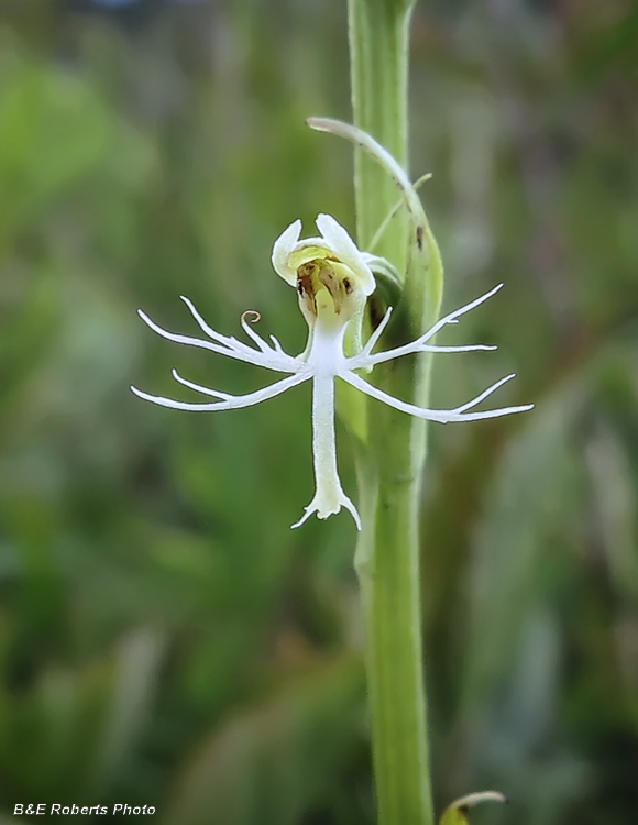 Orchid_flower_detail