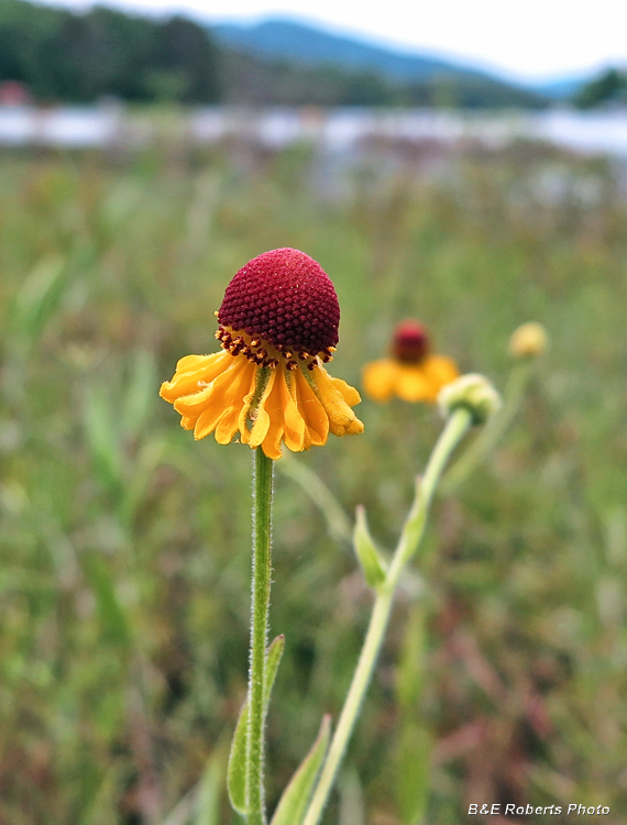 Sneezeweed