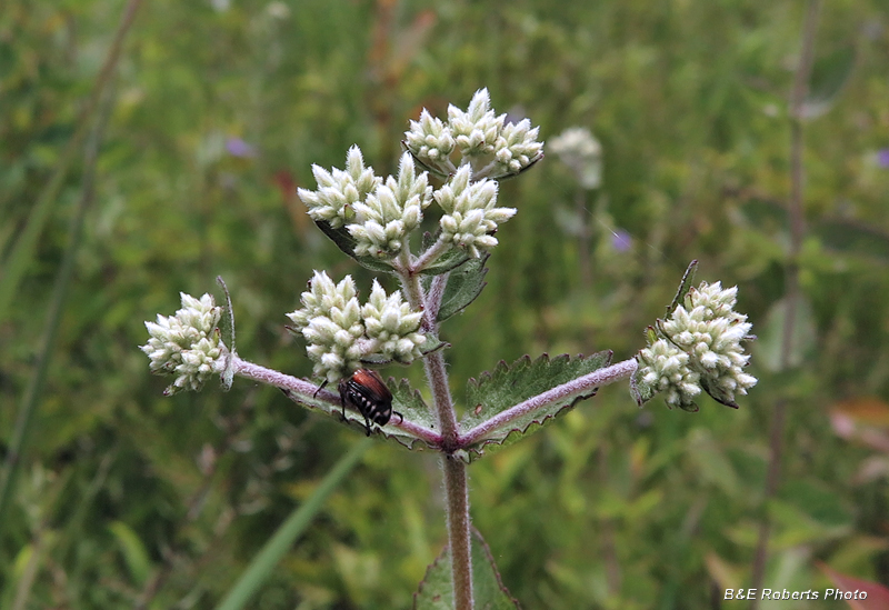 Eupatorium