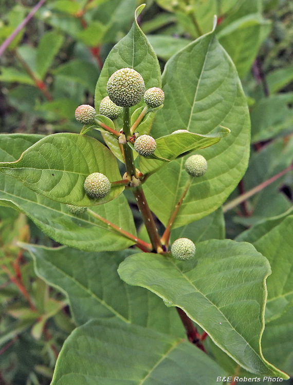 Buttonbush