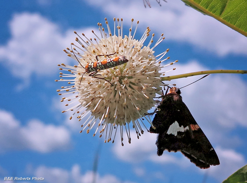 Buttonbush_with_critters