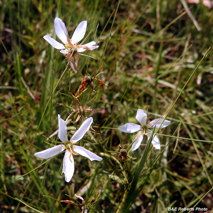 Sabatia-white_color