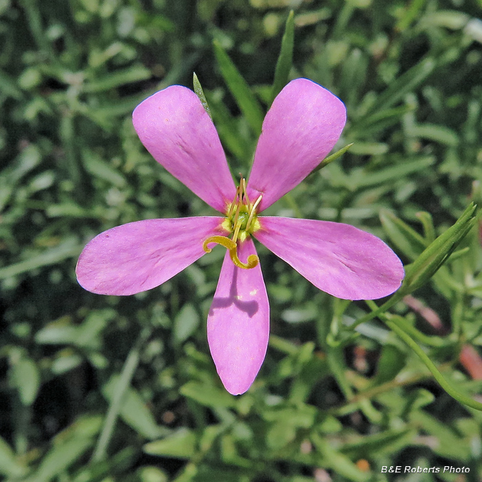 Sabatia_campanulata