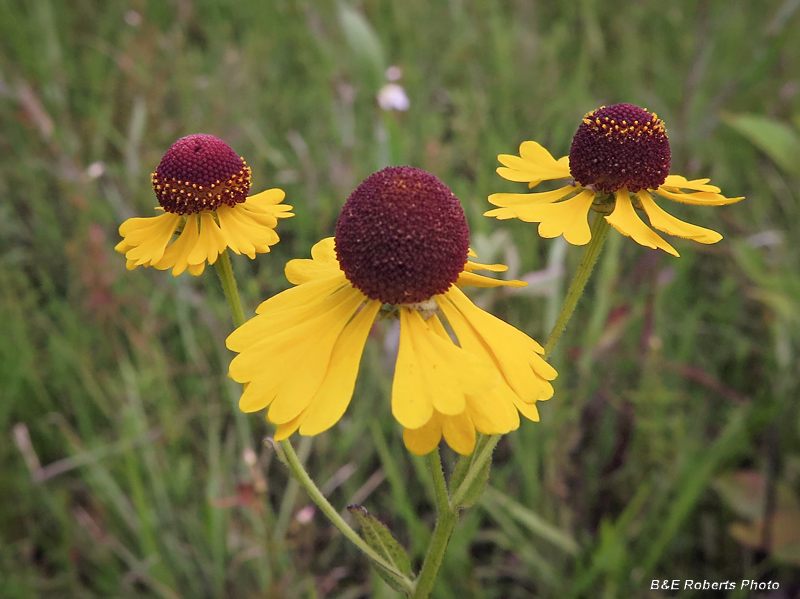 Sneezeweed