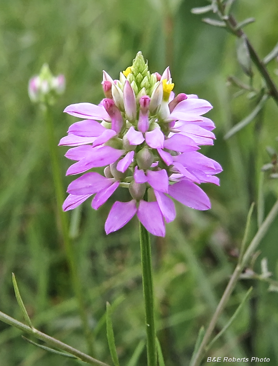 Polygala_curtissii