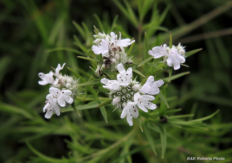 Pycnanthemum_tenuifolium