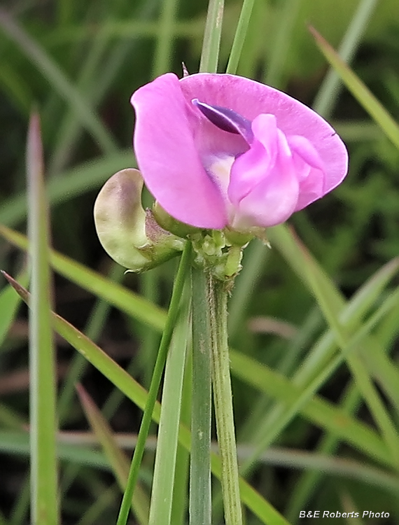 Strophostyles_umbellata