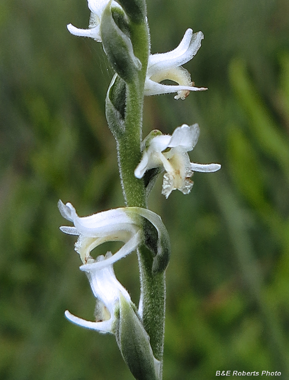 Spiranthes_detail