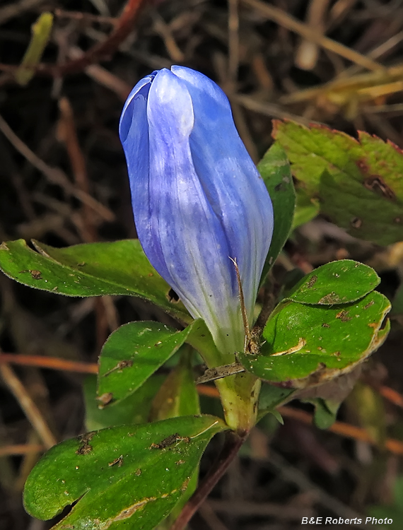 Gentiana_saponaria