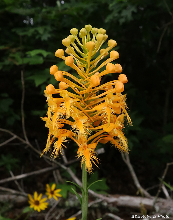 Platanthera_ciliaris