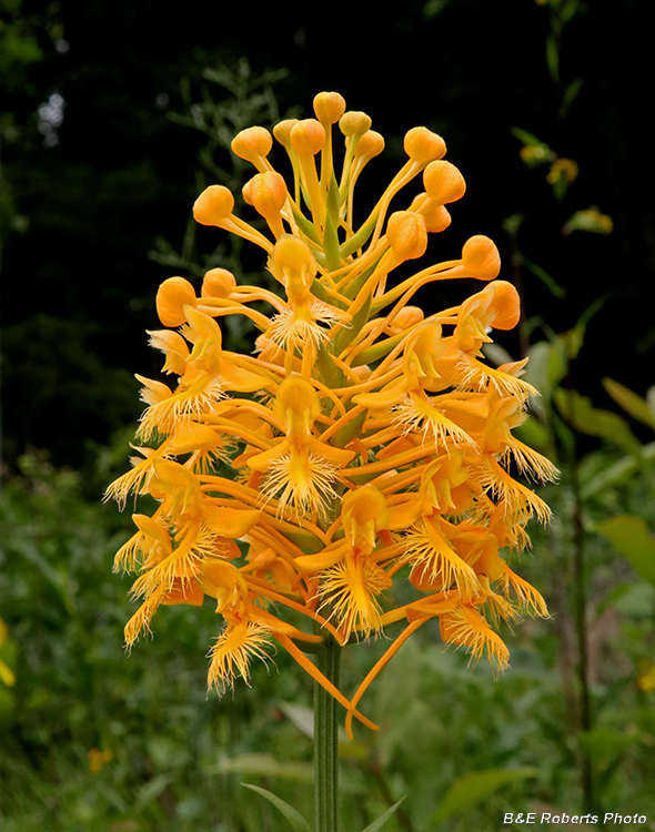 Platanthera_ciliaris