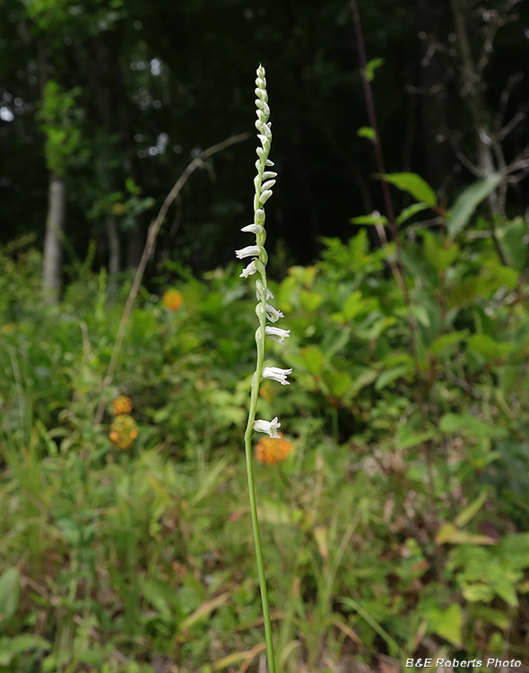 Spiranthes_lacera