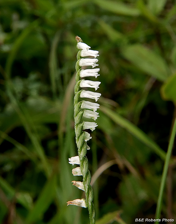 Spiranthes_lacera