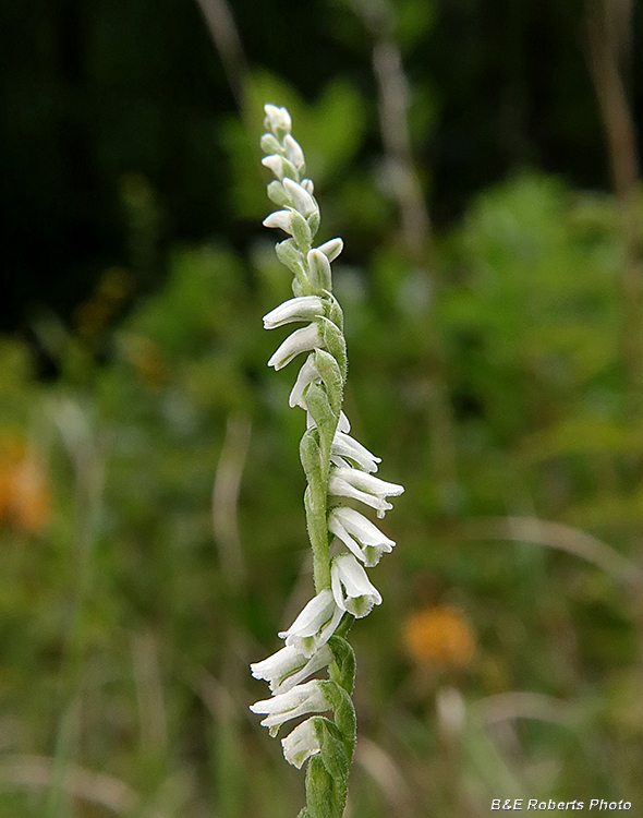 Spiranthes_lacera