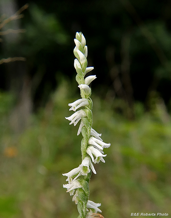 Spiranthes_lacera