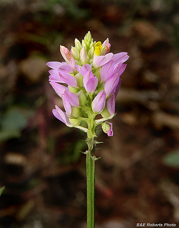 Curtiss_Milkwort