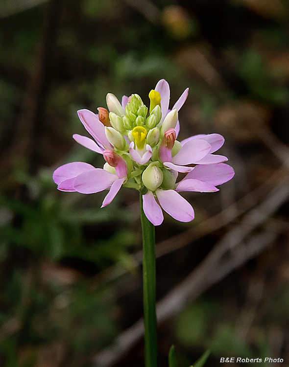 Curtiss_Milkwort