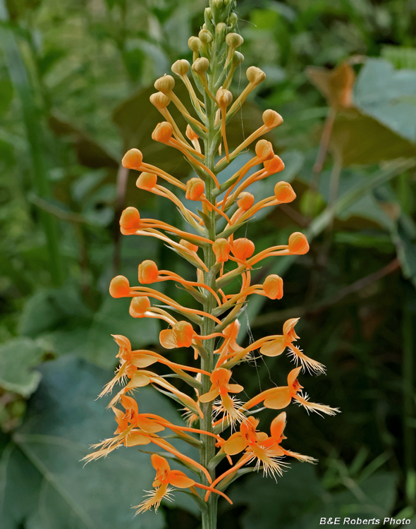 Platanthera_ciliaris