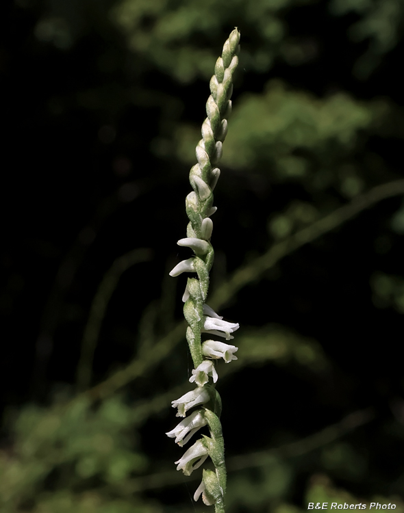 Spiranthes_lacera