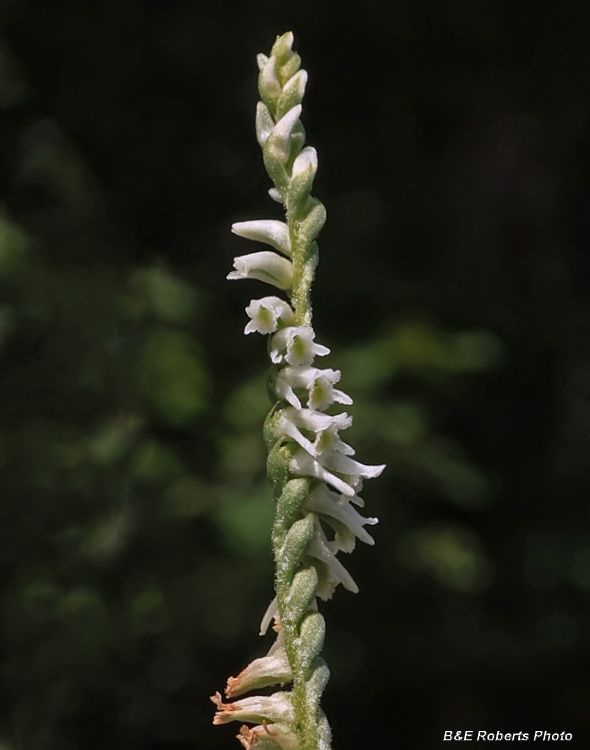 Spiranthes_lacera