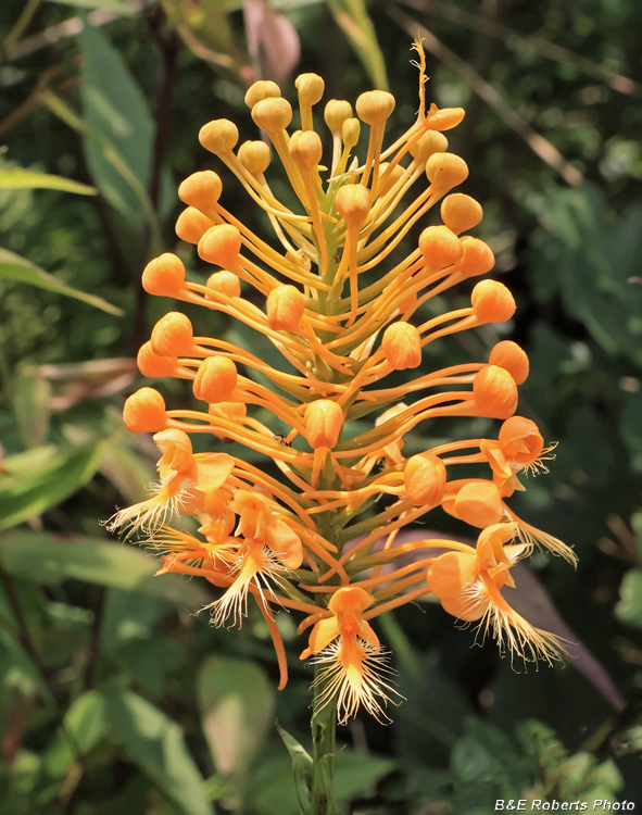 Platanthera_ciliaris