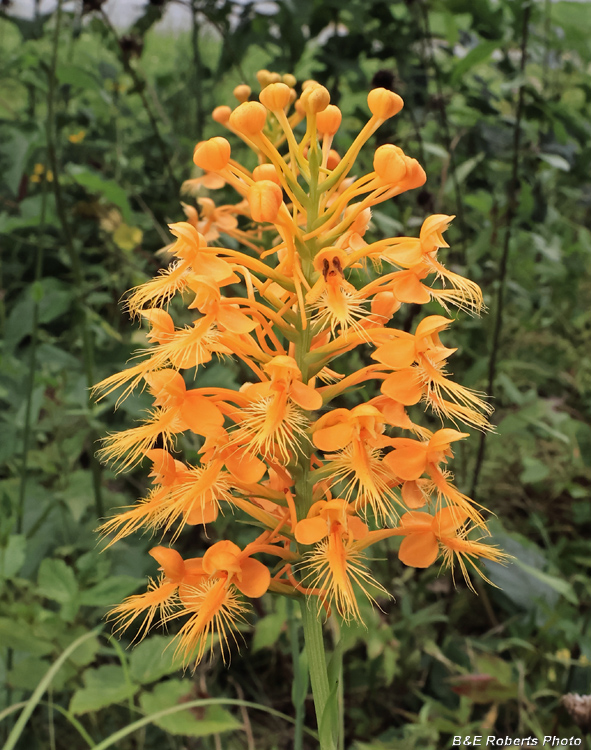 Platanthera_ciliaris