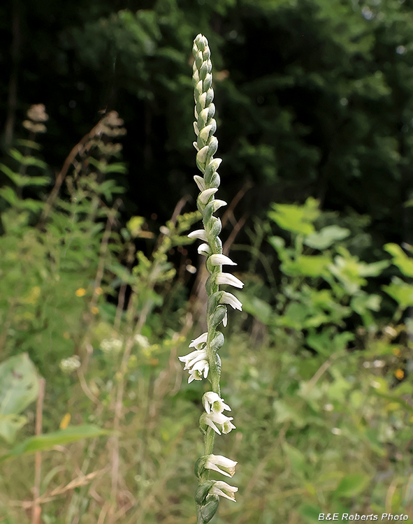 Spiranthes_lacera