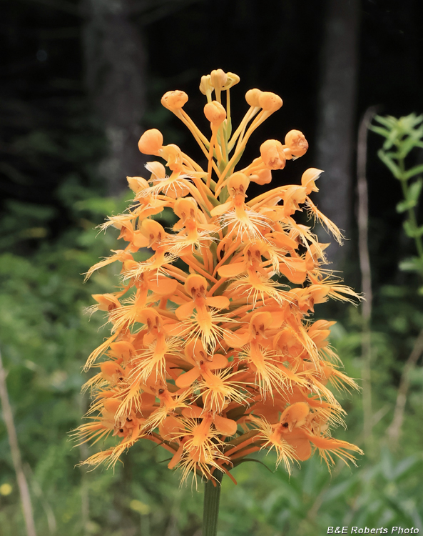Platanthera_ciliaris