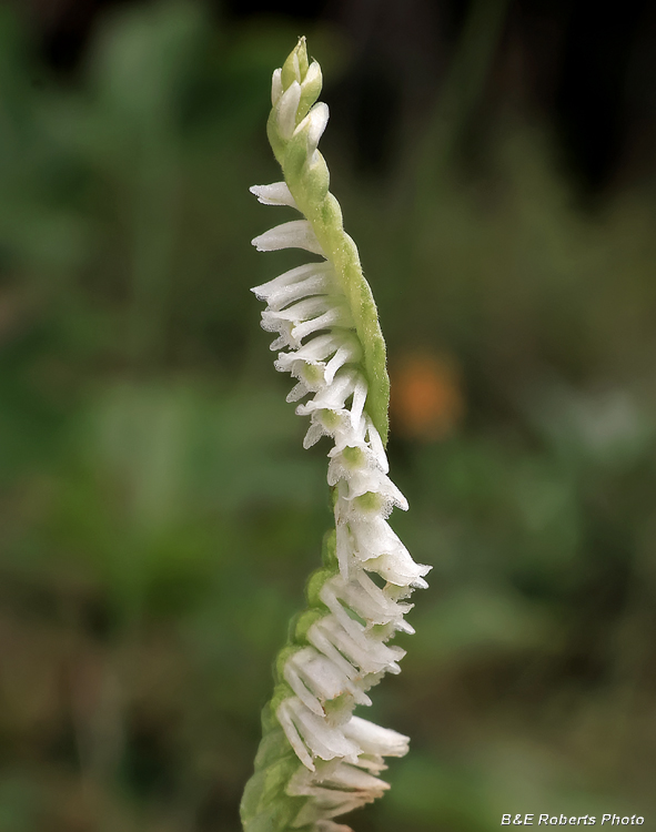 Spiranthes_lacera