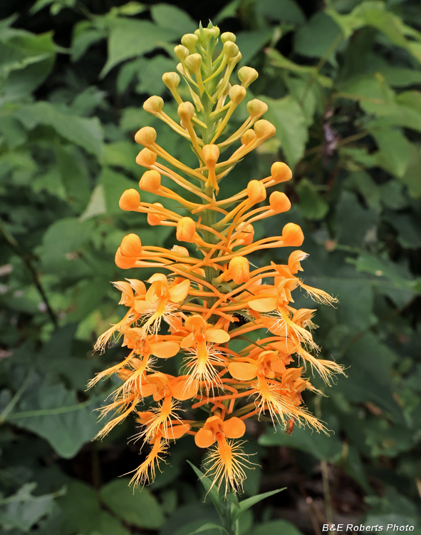Platanthera_ciliaris