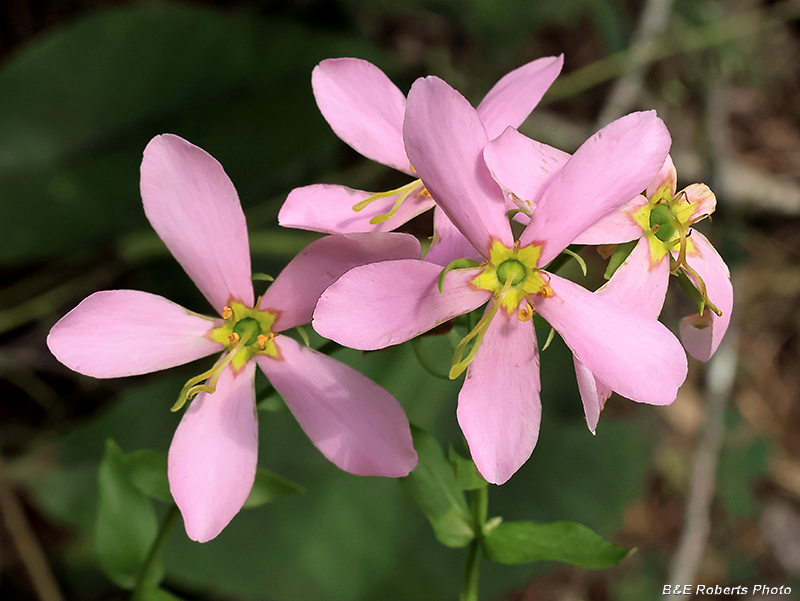 Sabatia