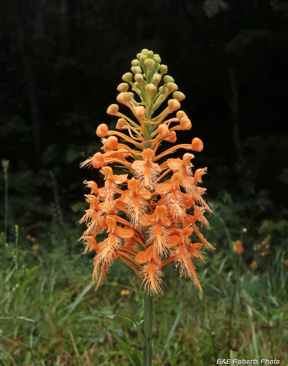 Platanthera_ciliaris