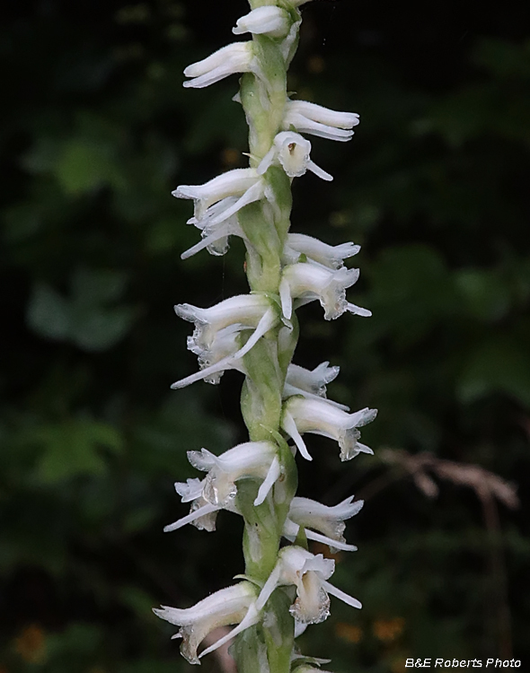 Spiranthes