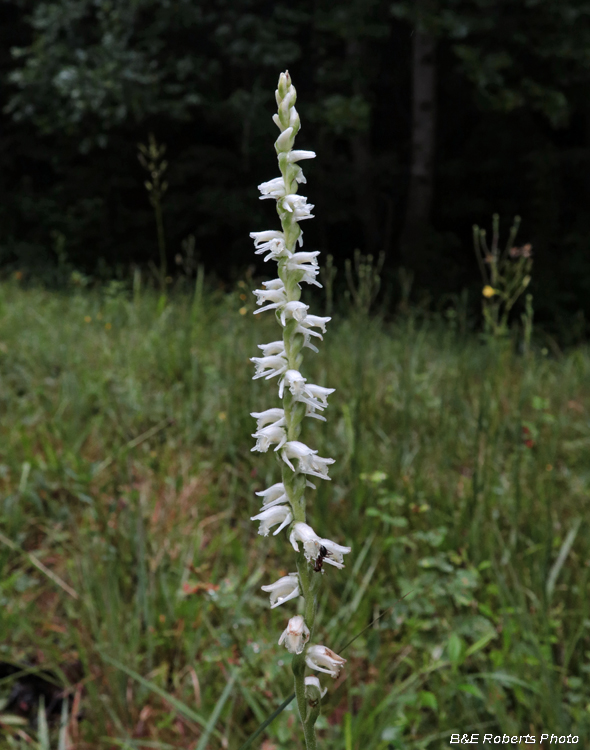 Spiranthes